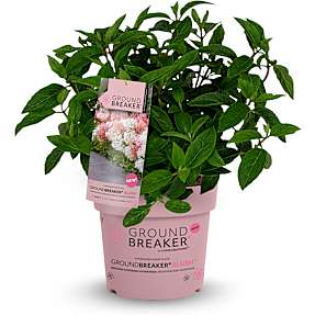 Hortensia Groundbreaker Blush, 14 cm potte