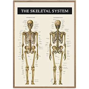 Skelettet 2 - 70x100 cm