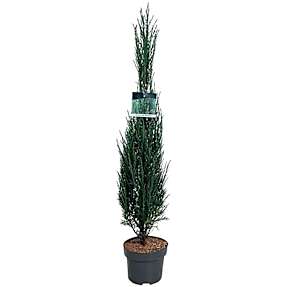 Enebær, Juniperus Blue Arrow, 32 cm potte