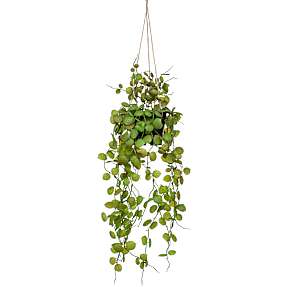 Kunstig hængeplante - Ceropegia