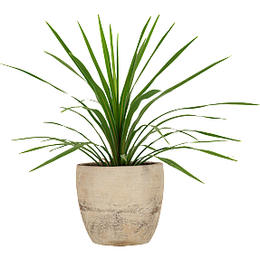 Kålpalme, Cordyline indivisa, 20 cm potte