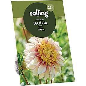 Salling blomsterløg Dahlia - Polka
