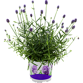 Lavendel, Thumbelina, 11 cm potte
