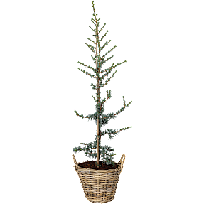 Cedertræ, Cedrus Libani Glauca, 30 cm kurv