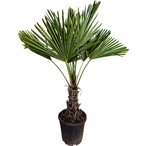 Hørpalme, Trachycarpus Fortunei, 33 cm potte