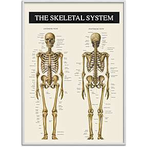 Skelettet 2 - 50x70 cm
