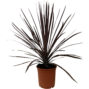 Kålpalme, Cordyline australis, 20 cm potte