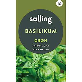 Salling basilikum grøn, Ocimum Basilicum