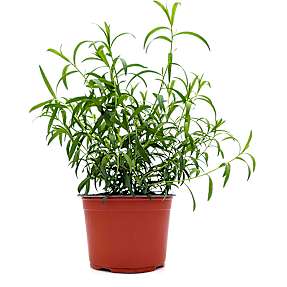 Fransk estragon øko - 15 cm potte