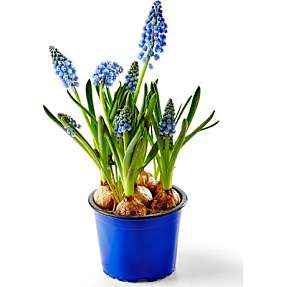 Perlehyacint, Muscari, 9 cm potte