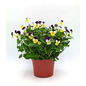 Stedmoderblomst øko - 15 cm potte
