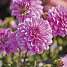 Claus Dalby Dahlia Garden Sensation