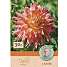 Claus Dalby Dahlia Omega
