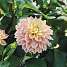 Claus Dalby Dahlia Mondriaan