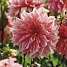 Claus Dalby Dahlia Labyrinth