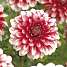 Salling blomsterløg - Dahlia Musette