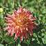 Claus Dalby Dahlia Omega