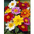 Salling blomsterløg 5 stk. - dahlia mignon mixed