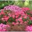 Rododendron