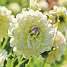 Claus Dalby Dahlia Matrix