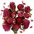 Tørrede blomster rødkløver - lilla