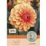 Claus Dalby Dahlia David Howard