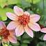 Claus Dalby Dahlia Totally Tangerine