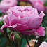 Cupcake Flower Circus Barrodet haverose 3 stk.