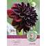 Claus Dalby Dahlia Rip City