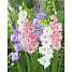 Løgplante - gladiolus pastel mix