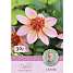 Claus Dalby Dahlia Totally Tangerine