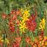 Salling blomsterløg - Montbretia Crocosmia Mix