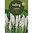 Løgplante - liatris spicata alba