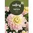 Salling blomsterløg - Dahlia Dian'a Memory