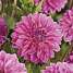 Salling blomsterløg - Dahlia Sandra