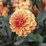 Claus Dalby Dahlia David Howard