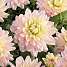 Salling blomsterløg - Dahlia Dian'a Memory