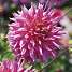 Salling blomsterløg - Dahlia Omega