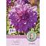 Claus Dalby Dahlia Prins Carnaval