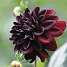 Claus Dalby Dahlia Rip City