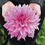 Claus Dalby Dahlia Lavender Perfection