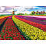 Puslespil Tulip Fields Netherlands - 1000 brikker