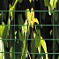 Nordic Fence volierenet grøn 12,5x12,5mm - 120cmx2,5m