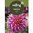 Salling blomsterløg - Dahlia Omega