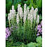 Løgplante - liatris spicata alba