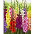 Løgplante - gladiolus mix