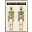 Skelettet 2 - 30x40 cm
