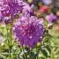 Claus Dalby Dahlia Prins Carnaval