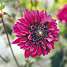 Claus Dalby Dahlia Purple Haze