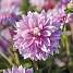 Claus Dalby Dahlia Evanah